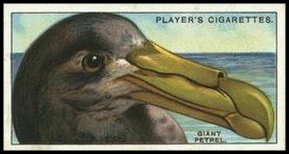 34 The Giant Petrel